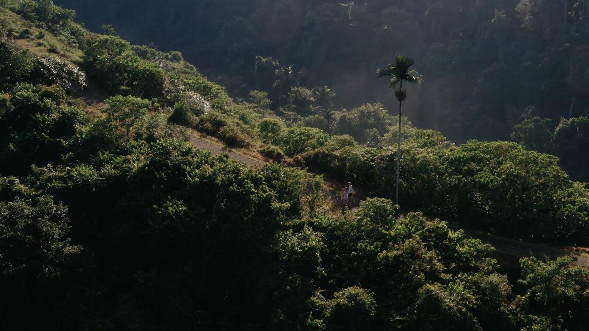 מלון אובוד Adiwana Suweta מראה חיצוני תמונה A view of the Nilgiris